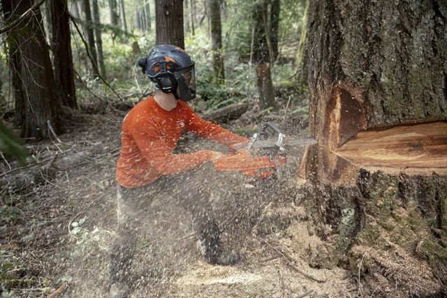 Husqvarna 585 Pilarka spalinowa łańcuchowa trwała i dostosowana do trudnych wyzwań